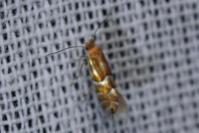 Phyllonorycter ulmifoliella
