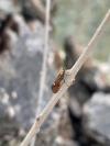 Esperia sulphurella