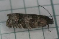 Pammene splendidulana