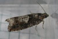 Epinotia immundana
