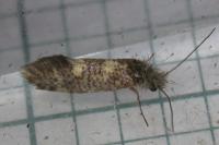 Dyseriocrania subpurpurella