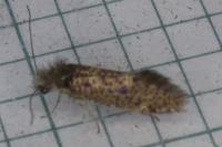 Dyseriocrania subpurpurella