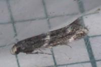 Elachista stabilella