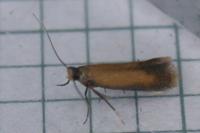 Coptotriche marginea