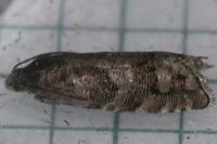 Pammene splendidulana