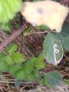 Stigmella aurella/splendidissimella