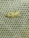 Acleris literana