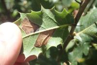 Phyllonorycter messaniella