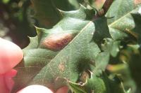 Phyllonorycter messaniella