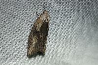 Doloploca punctulana
