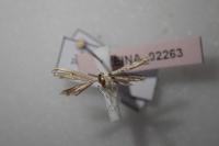 Adaina microdactyla