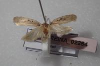 Agonopterix yeatiana