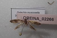 Gelechia muscosella