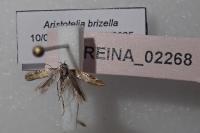 Aristotelia brizella
