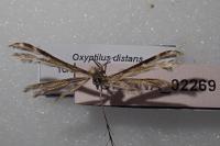 Oxyptilus distans
