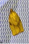 Lozotaenia cupidinana