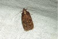 Depressaria albipunctella