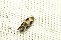 Mompha divisella