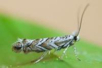 Triberta helianthemella