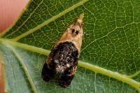 Phtheochroa purpuratella