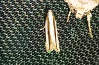 Mirificarma interrupta