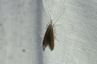 Coleophora albella