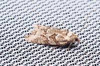 Cnephasia