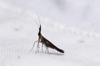 Coleophora