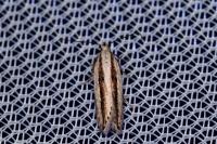 Mirificarma interrupta