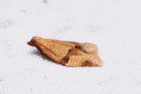 Clepsis consimilana