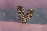 Anthophila fabriciana