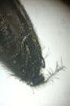Epichnopterix sieboldii