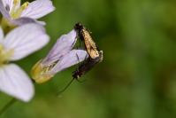 Cauchas rufimitrella