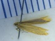 Elachista pollutella