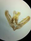 Elachista pollutella