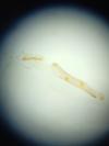 Elachista pollutella