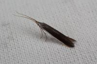 Coleophora albella
