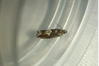 Epinotia immundana