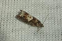 Epinotia immundana