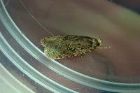 Agonopterix heracliana
