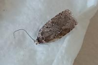 Agonopterix heracliana