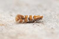 Phyllonorycter emberizaepenella