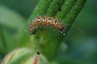 Stangeia siceliota