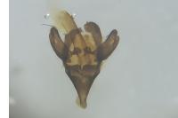 Epichnopterix sieboldii
