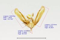 Elachista freyerella
