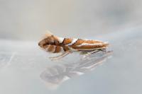 Phyllonorycter