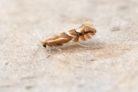 Phyllonorycter