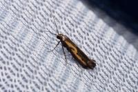 Ochromolopis ictella
