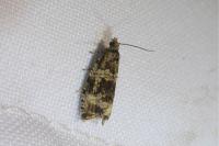 Celypha lacunana