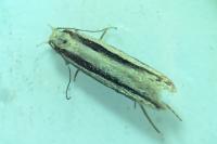 Mirificarma interrupta